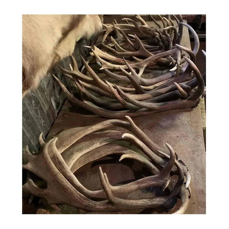 Deer Antlers24.png
