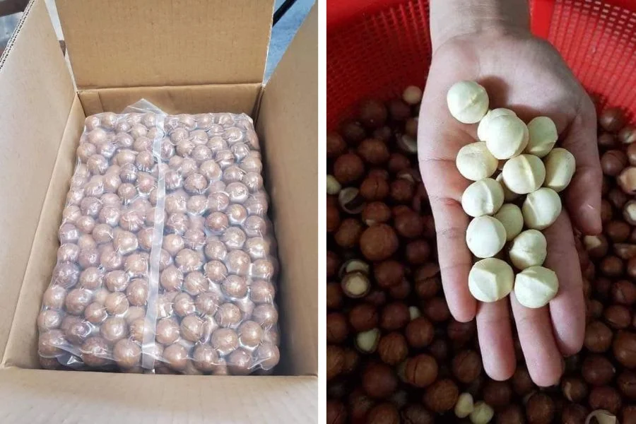 ROASTED MACADAMIA NUTS / DELICIOUSLY NUTTY and CRISP / MADE in VIETNAM