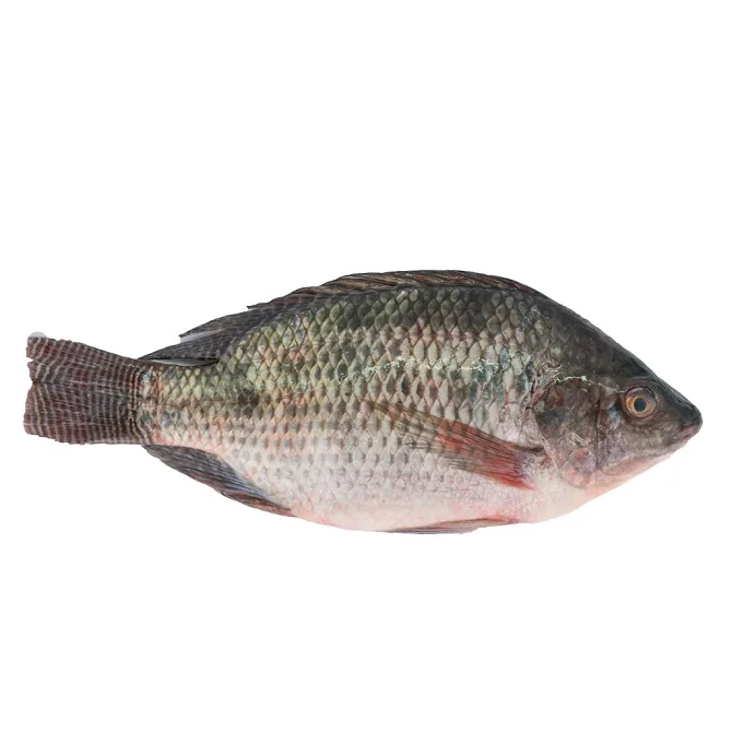 Fresh Tilapia Fish (cleaned), whole, 3-5pcs, 1kg/ Tilapia / Jalebi Fish (Large) : Buy Now