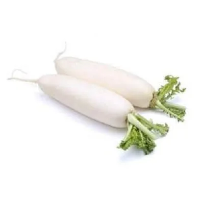 Factory direct sale radish  white radish fresh vegetables fresh radish delicious taste
