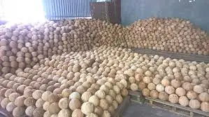 Vietnam semi husk dried coconut/ Mature Coconut Nut/Fully husk Coconut cheap price - Ms Kathy