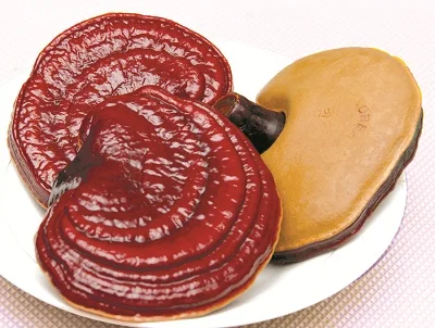 Organic red reishi mushroom high quality from Viet Nam/Premium Red Reishi Mushroom