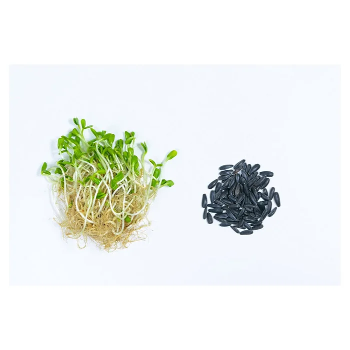 Highest Selling Premium Good Grade Sunflower Microgreens Organics Tastes Freshness and High Sweetness