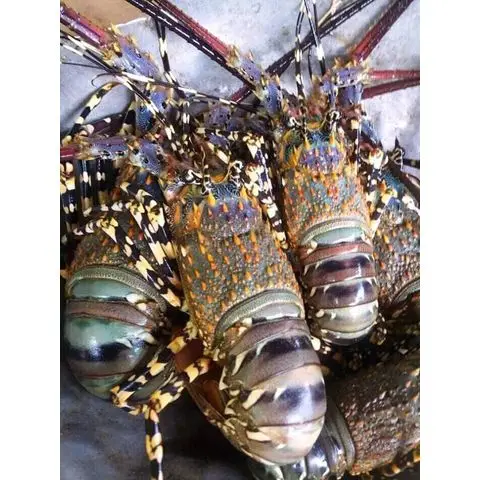 Frozen Lobster Frozenlobster 2022 New Season Frozen Live Lobster Ready To Eat For Export Frozen Lobs