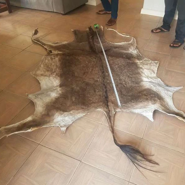 Мокрые соленые синие коровья шкуры и