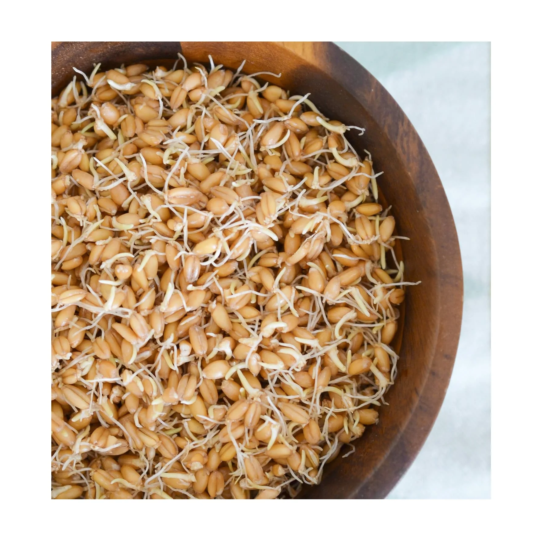 Wholesale Best Price Supplier Barley Malt Sprouts | Malt Grains Sprouts For Horse And Cattle Feed Fast Shipping