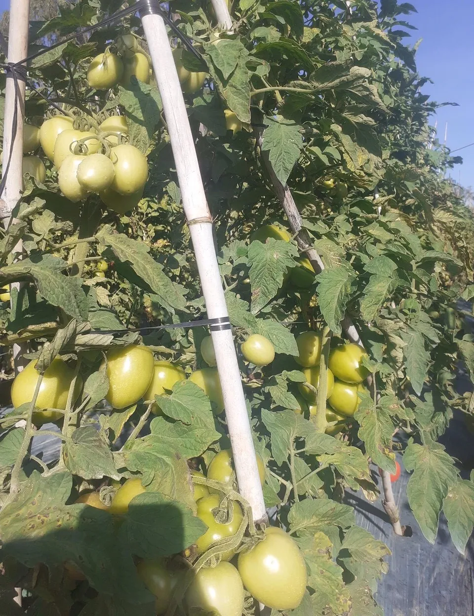 The Best Wholesale Vietnam Supply Fresh Tomatoes High Quality Standard Flavor Sweet Light Sour Shape Globular Packaging OEM