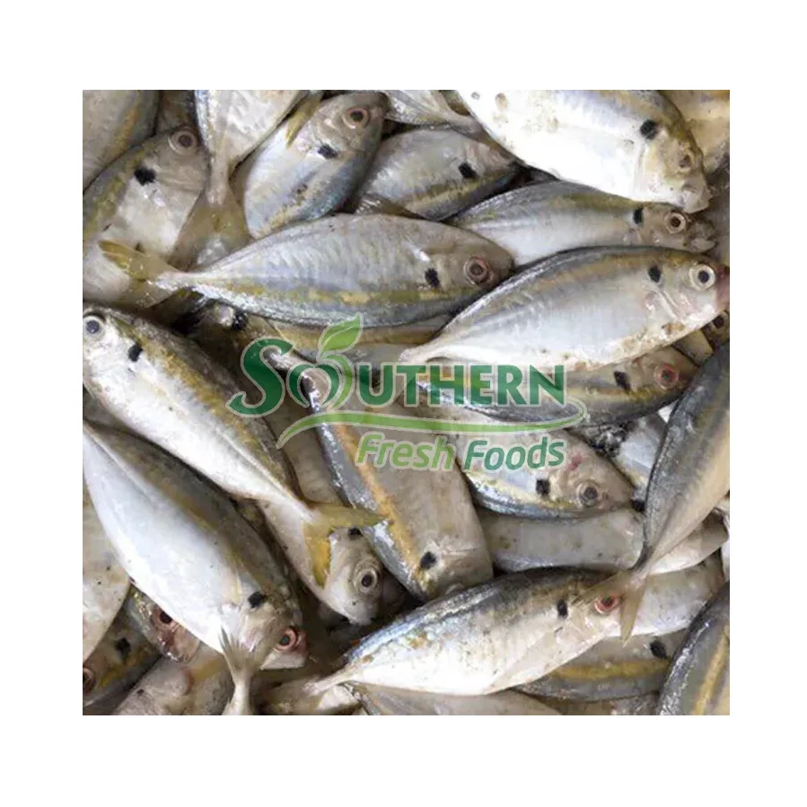 export nature fish seafood Packaging standard Frozen Yellow Stripe Trevally Sea Fish Wild Caught SFF from Vietnam