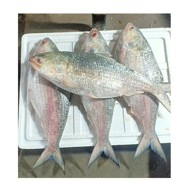 Frozen Fish Fresh Tilapia Supplier Block Bulk Style Packaging Package Weight Lbs Shelf Origin Latin Type Life Shape BRC Product