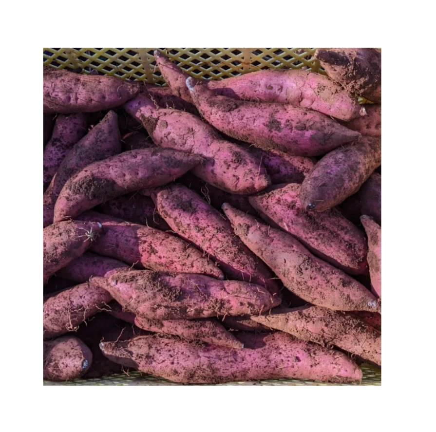 competitive price vietnam Sweet potato new harvest season fresh customized size orange purple