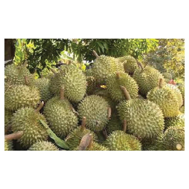 Wholesale Product Fresh Durian Fruit and Frozen Durian Products High quality to the US market