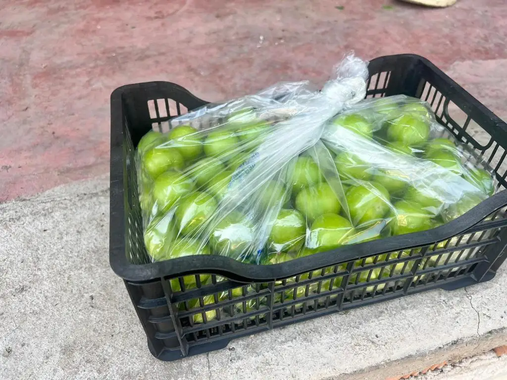 Wholesale Turkey Origin Fresh and Delicious Green Plums Agrowell TurkishGoods