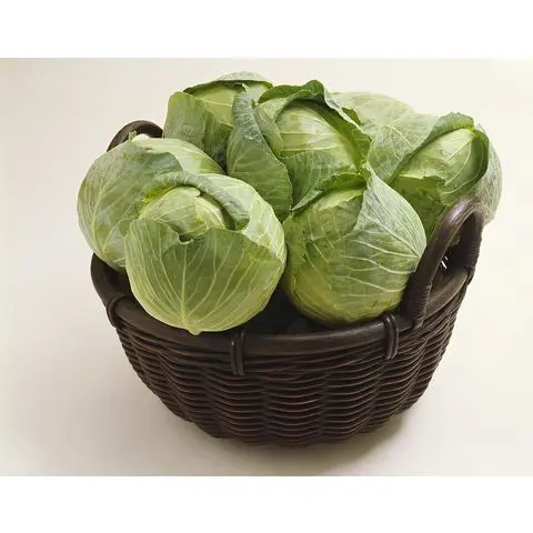 High Quality Fresh Cabbage And Wholesale New Crop Round Shape Origin Egypt Variety Products Fresh