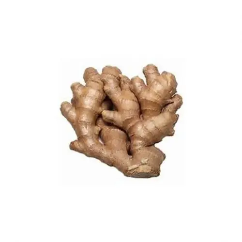 Good Quality Fresh Ginger Ginger fresh  Fresh Ginger For Sale.