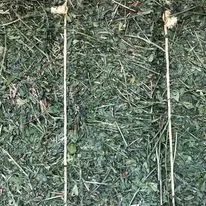 High Quality Alfalfa Hay for Sale for Animals Cattle Sheep and Horses Comes in Bales or Bags Variety in Palm