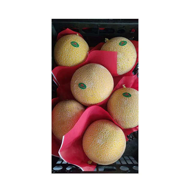 Egypt Origin Supplier Selling High Quality Wholesale Tropical Fruit 100% Natural Fresh Cantaloupe/ Melon for Bulk Purchase