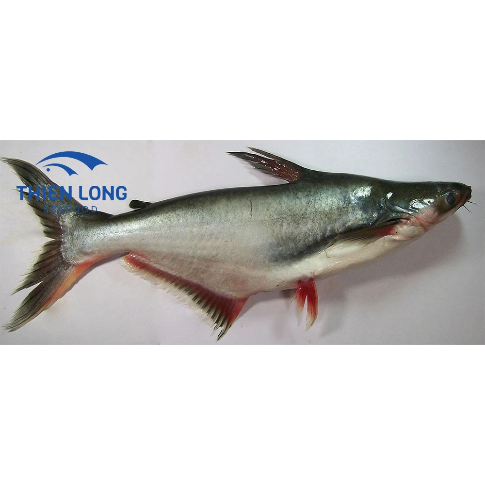 High Quality IQF Whole Round Pangasius Fish With Weight 10kg And Shelf Life 24 Months From Vietnam