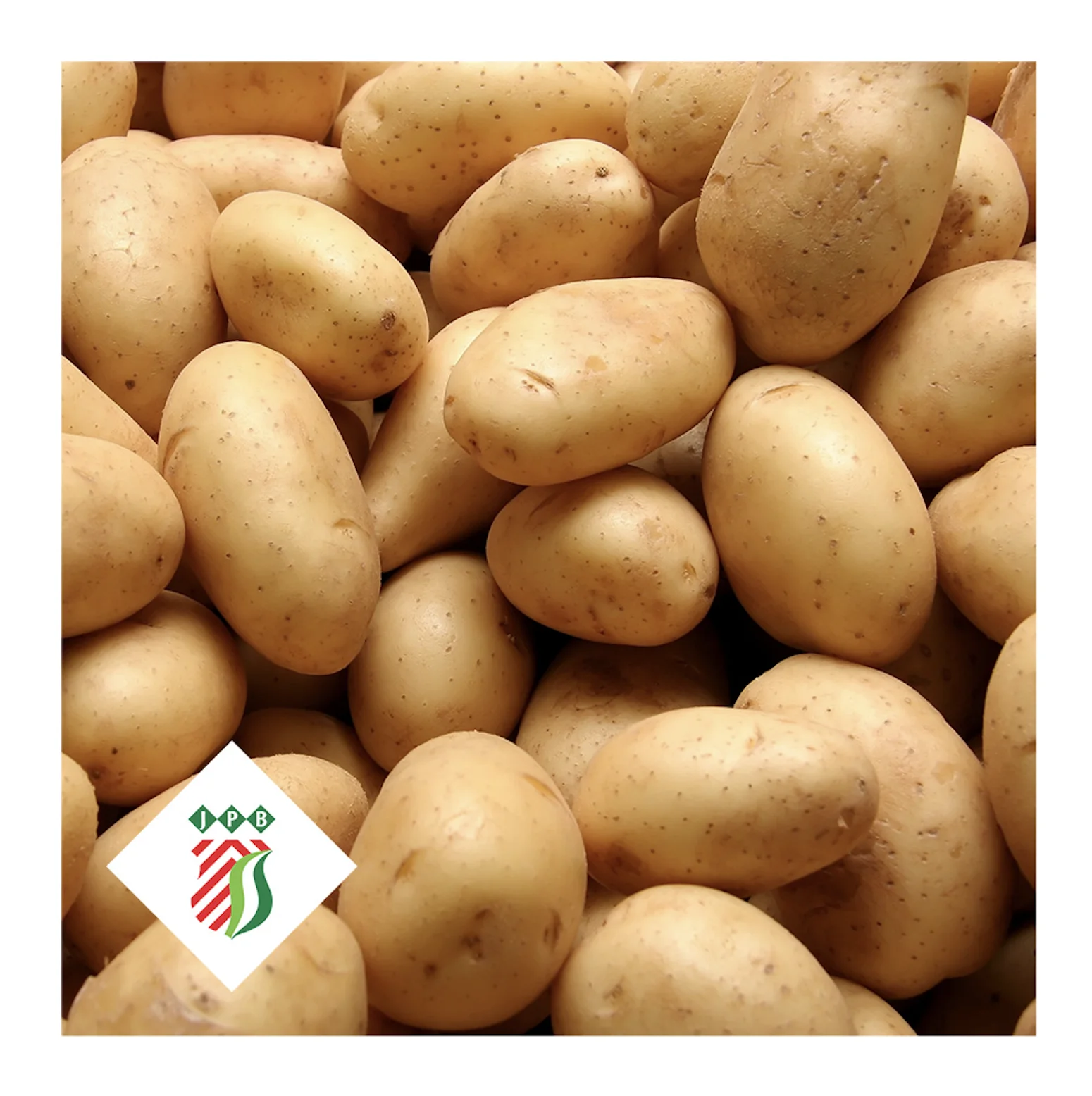 Fresh potato from Holland The Netherlands for wholesale private label 50 / 70 5 - 25kg bags best quality