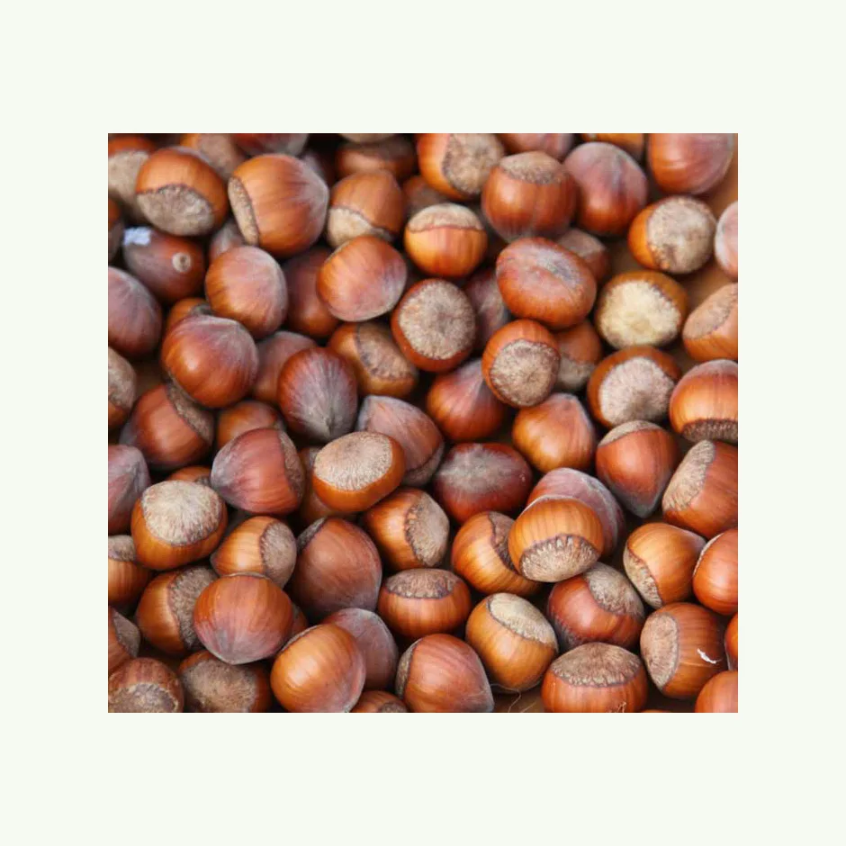 Natural taste organic grown Hazelnuts/ Hazelnuts Inshell & Kernels ready for market
