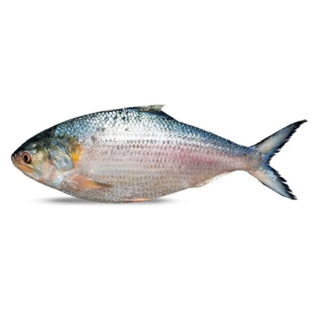 Popular items Market Wholesale Factory Packaging Hot Sale Frozen Hilsha Fish Stock Fish Fresh Season Fish From Bangladesh