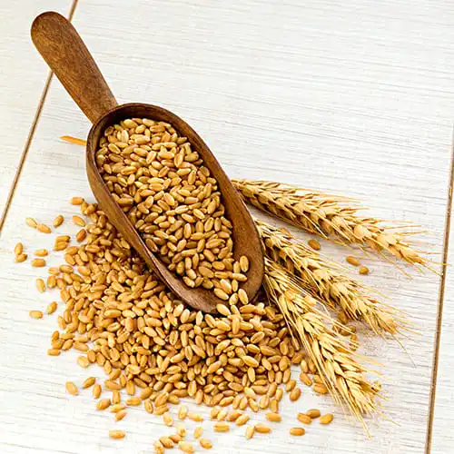 Зерно пшеницы оптом/Высококачественная пшеница, зерно для полного питания для продажи.