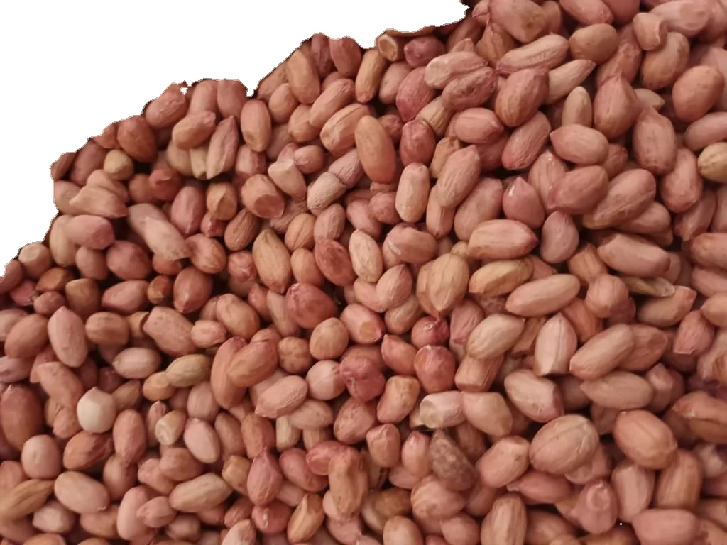 Bold Peanuts High Oil Content High Grade Groundnut Peanut supplier from India