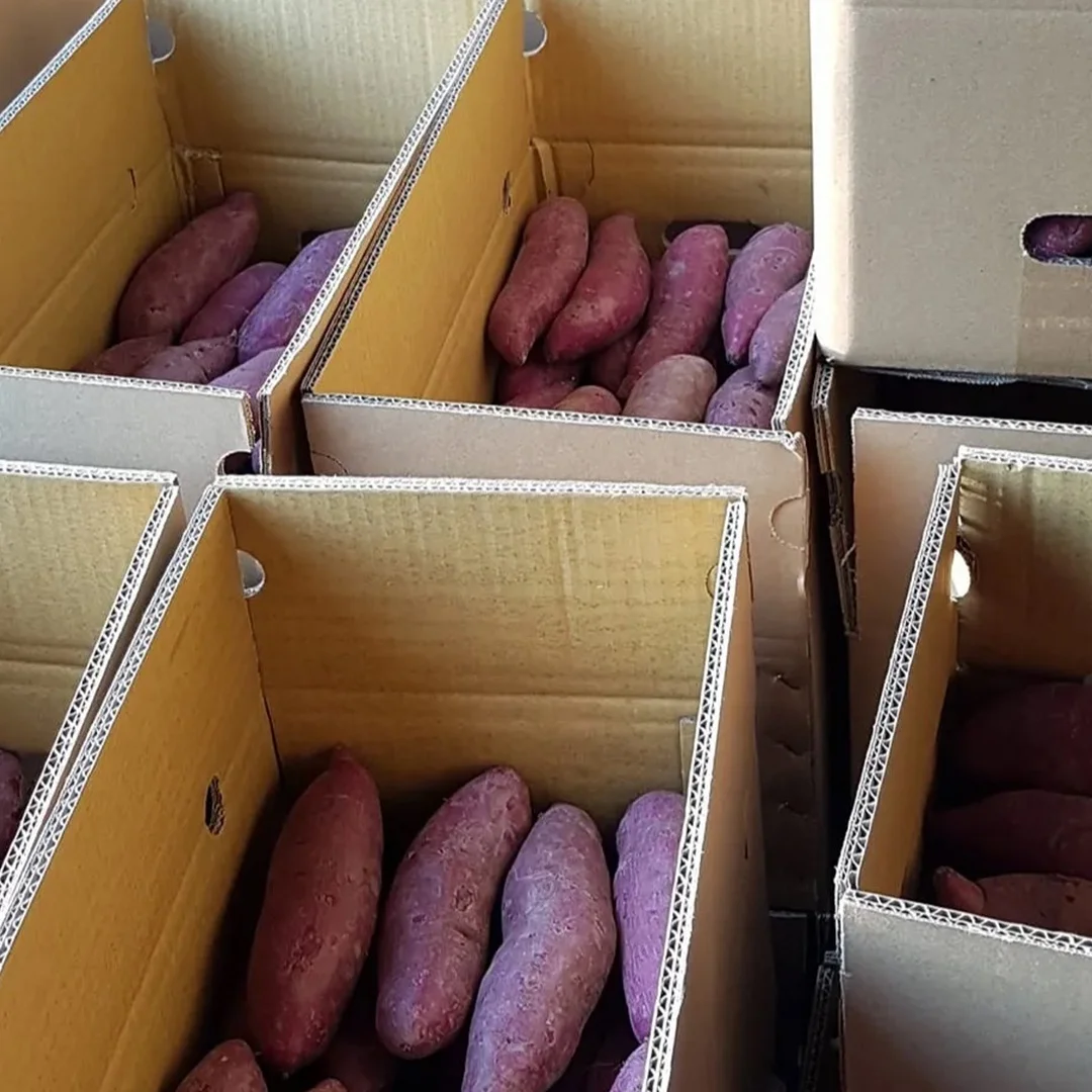 USD 0,95/MT FOB HCMC для свежего фиолетового сладкого картофеля с вьетнамской фермы, специализированный экспорт