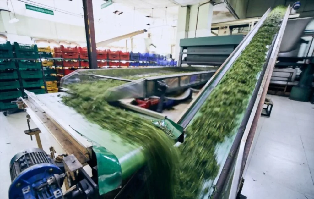 100% Natural Fresh Tea Ingredients Vacuum Dry Stir-Fried Loose Tea With OEM Service From Vietnam For Export