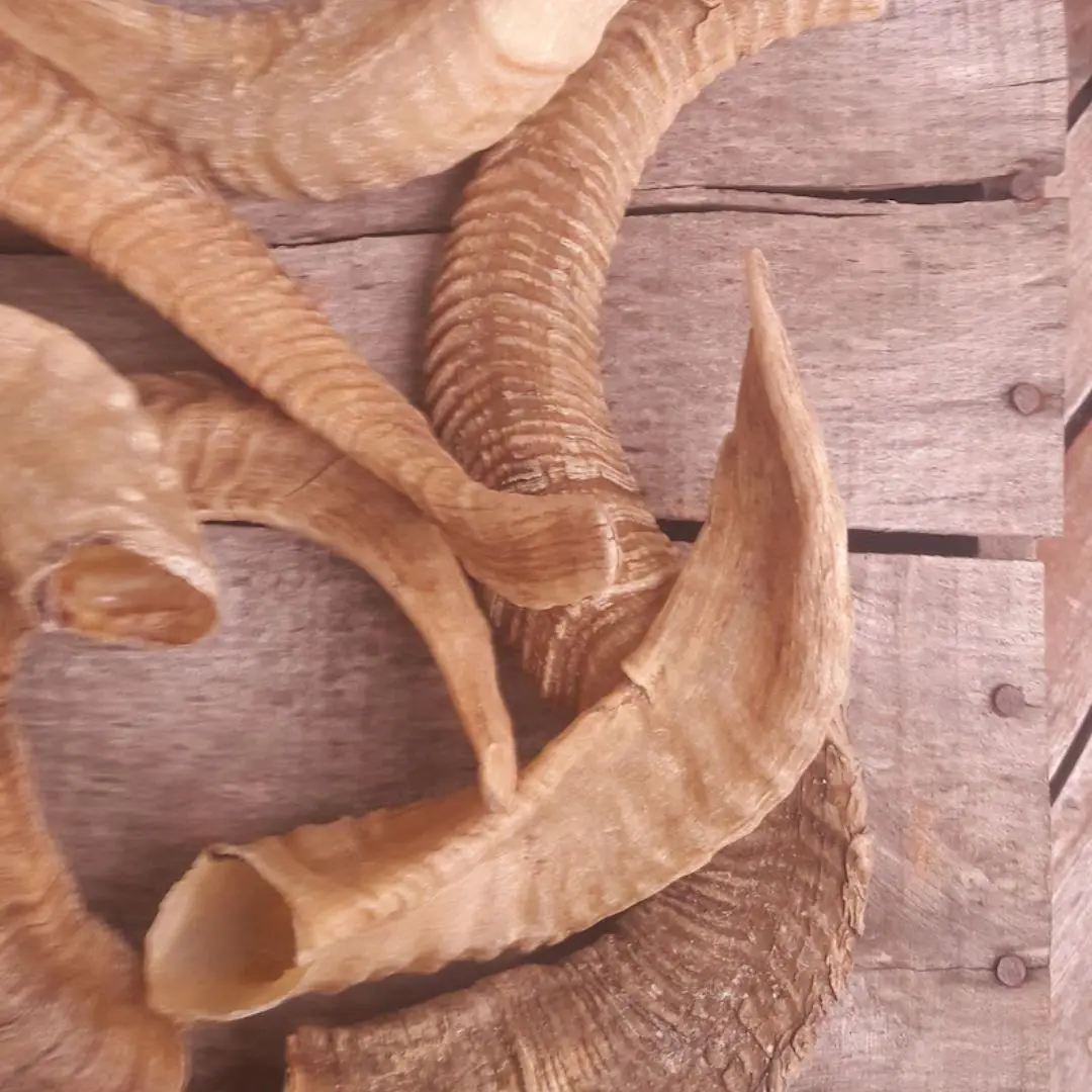 Best Quality Polished Natural Ram Horn For Customized Size Cheap Price With Handmade Use For Unpolished By Nhe Overseas