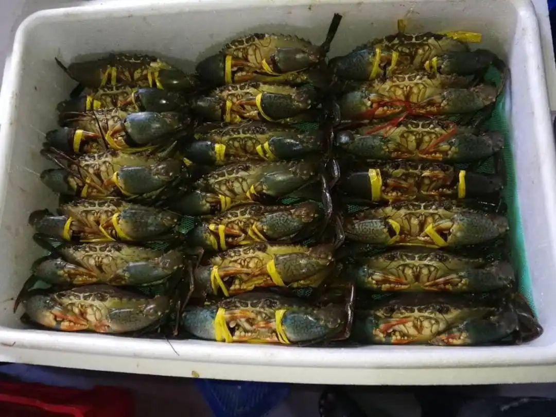 WHOLESALE MUD CRAB/ CRAB ROE /MEAT CRAB  HIGH QUALITY FROM CA MAU PROVINCE