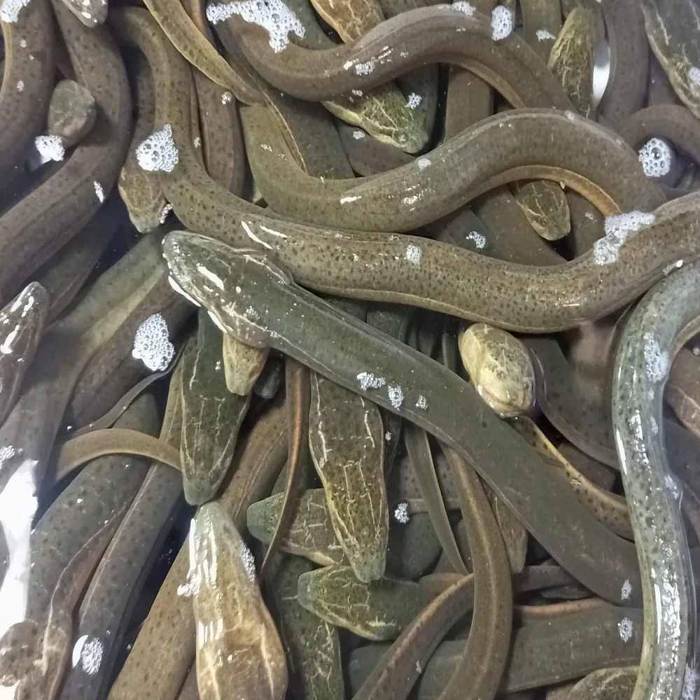 Halal and sweet water Bangladeshi Local Swamp mud Eel Fish Alive eel fish for china Hong Kong Vietnam south Korean live eel fish