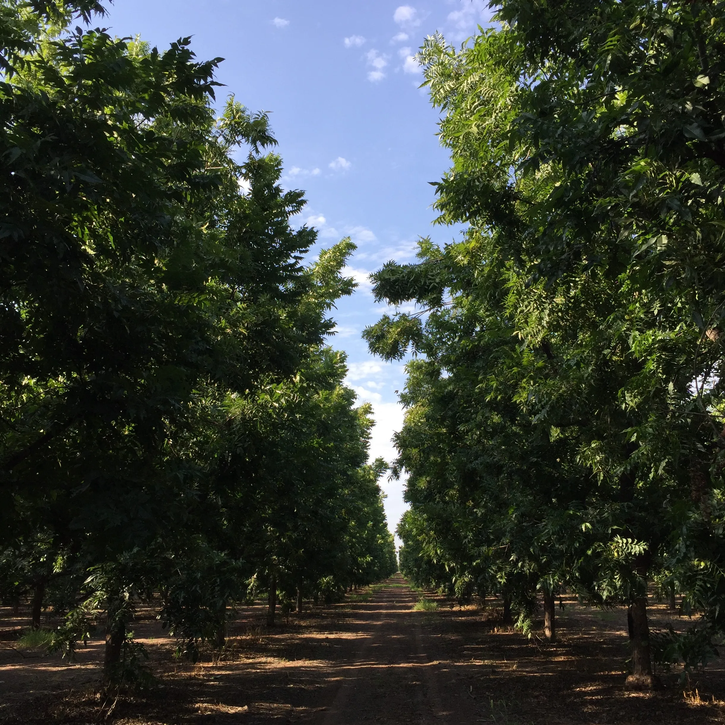 First Quality Pecan Nuts 100 Natural GMO Free Dried 25kg Sack Mexico Top Bulk For Sale Witchita Western