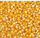 Top quality Yellow corn for animal feed available for export