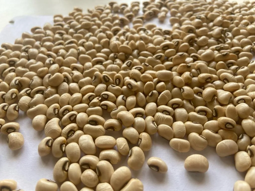Natural Dry Light Beans Good Price Product Bulk White Brown Kidney Bean for food Brazil Origin Chawali Highest quality