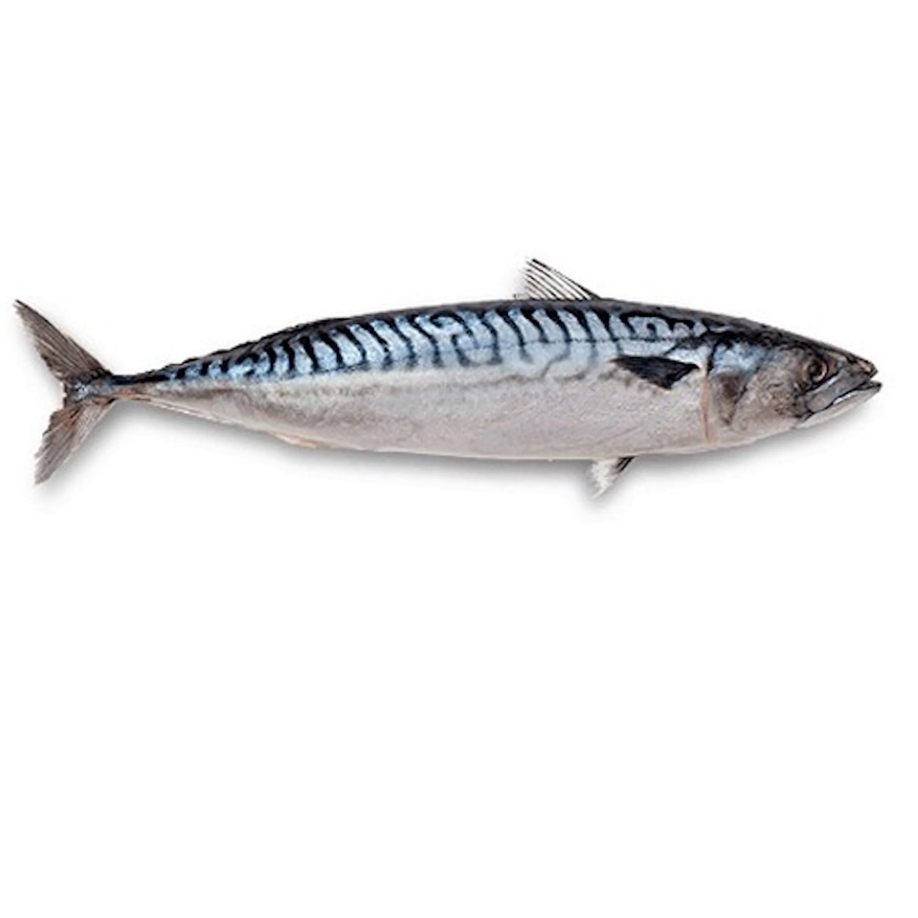 Cheap Frozen Pacific Mackerel Tuna Fish for Exporters
