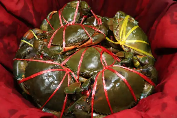 Buy Top Quality Mud Crab Frozen Mud Crab from us you get various nutrients and it is very tasty to eat