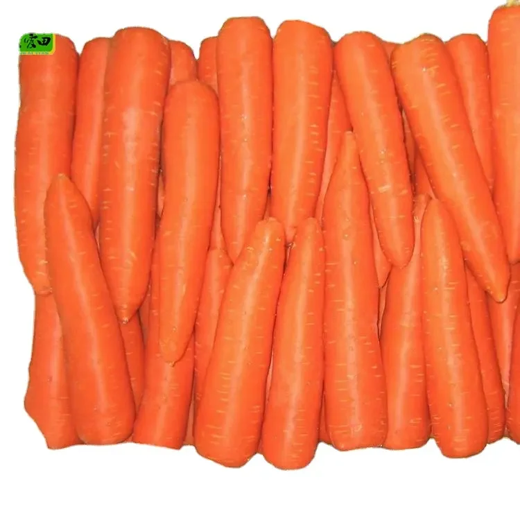 Cheap Vegetables Fresh Carrots Seed For Wholesale Export