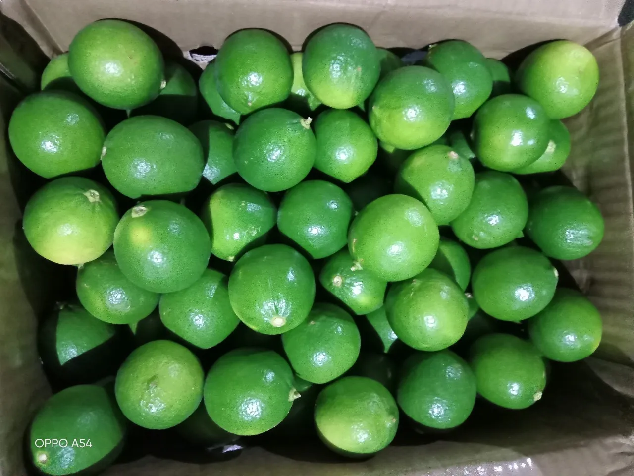 Seedless Lime and Lemons from Vietnam Fresh Citrus Fruit direct from farm collect cheapest- Whatsapp 0084365296868
