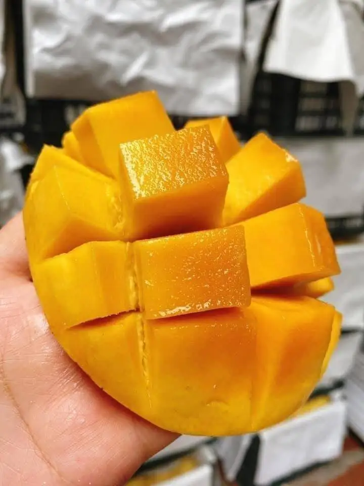 Fresh Cat Chu Mango Vapor Heat Treatment (VHT) Vietnam Green Mango