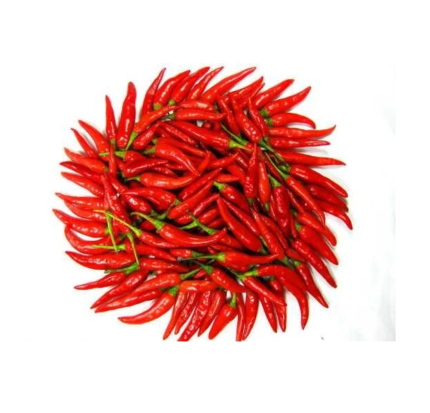 Single Spices and Herbs Fresh / Frozen Spicy Chili (Pepper) - Red Hot chili pepper wholesale