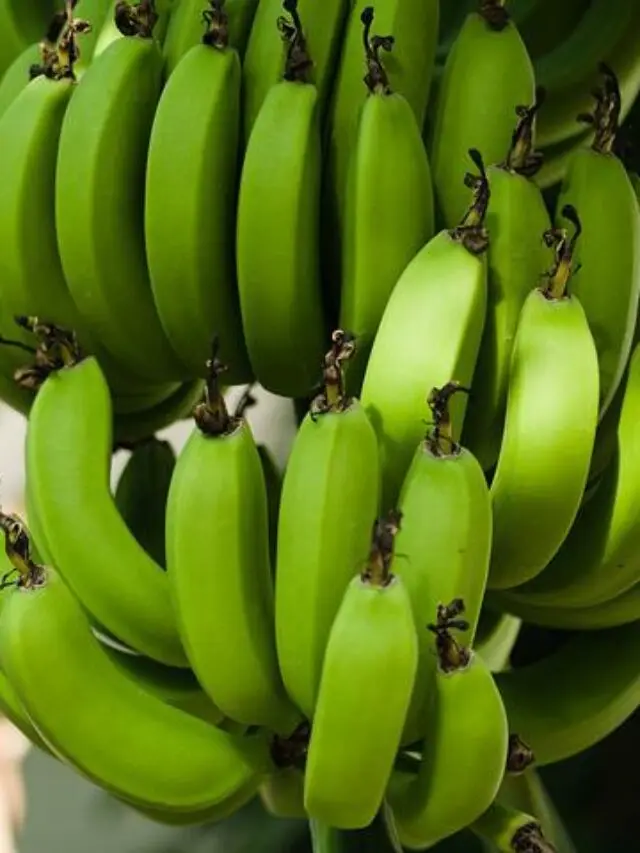 Super Quality vegetables Green Banana for Cooking Food Available at Wholesale Price from Indian Exporter