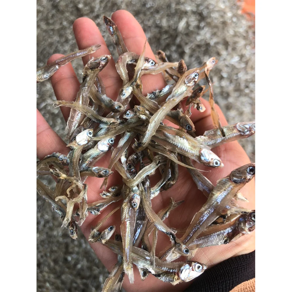 Best Price Factory Professional Production Bulk Dried Anchovy Dried Salted Anchovy Dry Anchovy Fish From Vietnam