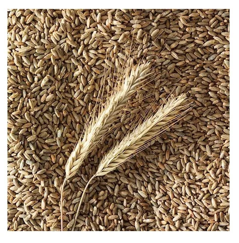 High Quality Organic Rye Grains Available For Sale At Low Price