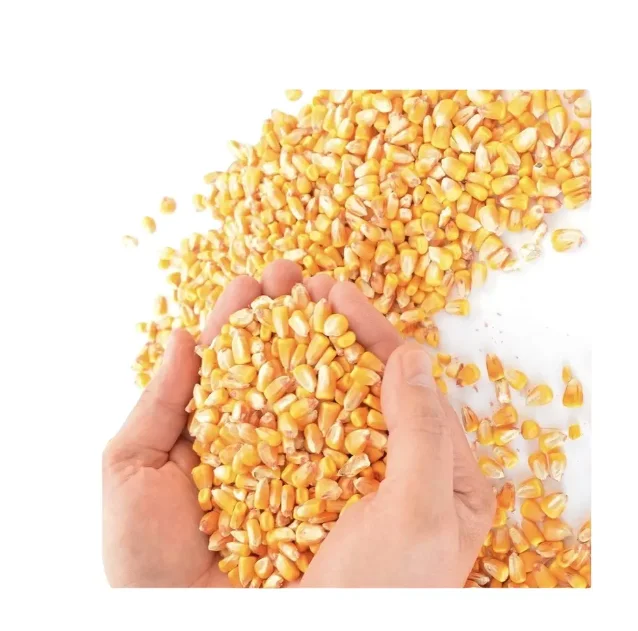 100% Wholesale Factory Price Drier Corn Non GMO Yellow Maize Corn