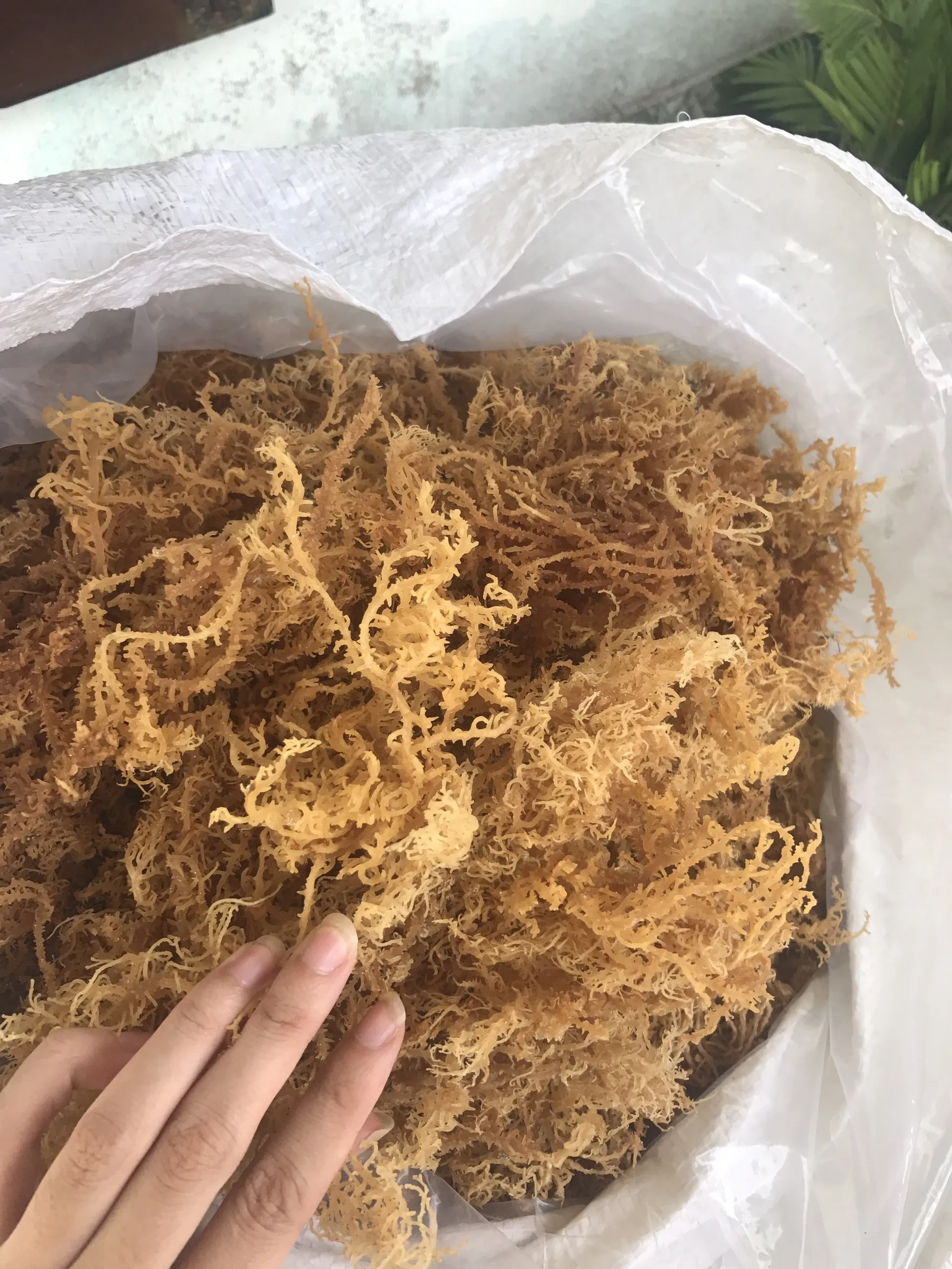 Natural Golden Seamoss /Jamaica Sea Moss / Irish Moss Sea Moss Gel For Producing Carrageenan Purity Cheap Price Vietnam Supplier