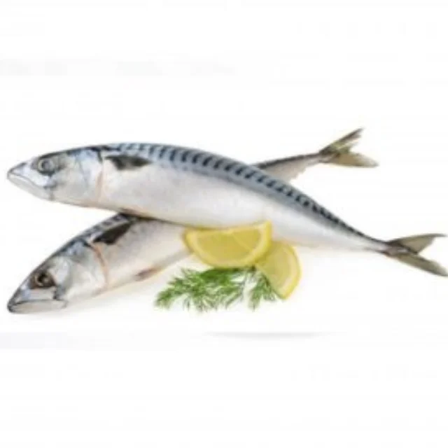 Hot sale frozen pacific mackerel sea frozen deep sea catching mackerel fish