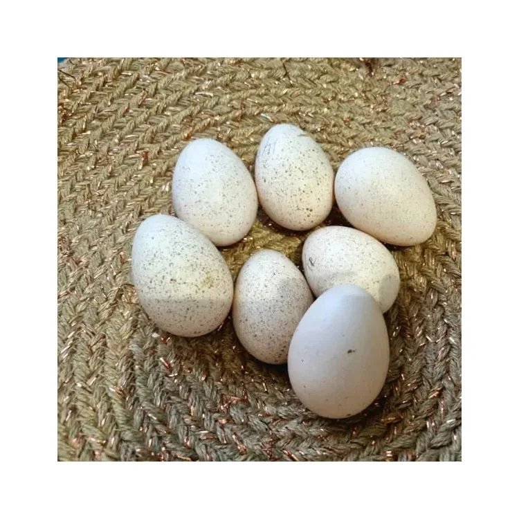 Импорт свежих яиц индейки