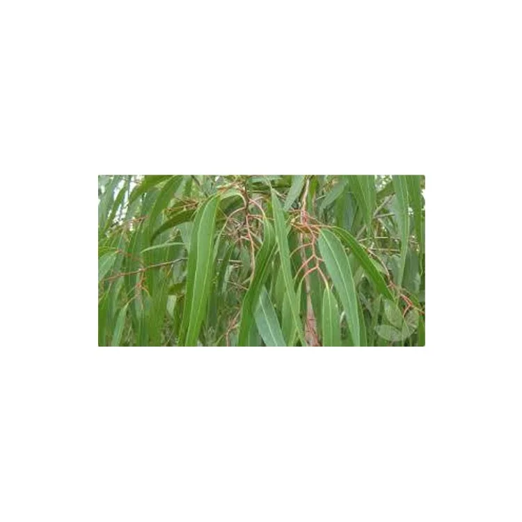 Top Deal on Best Selling 100% Natural Eucalyptus Citrodora Oil at Minimal Price