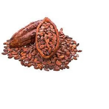 Good Quality Dried Cocoa Beans from factory