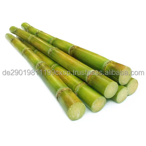 sugar-cane-500x500.jpg